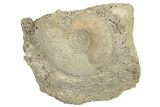 Callovian Ammonite (Sublunuloceras) Fossil - France #249034-1